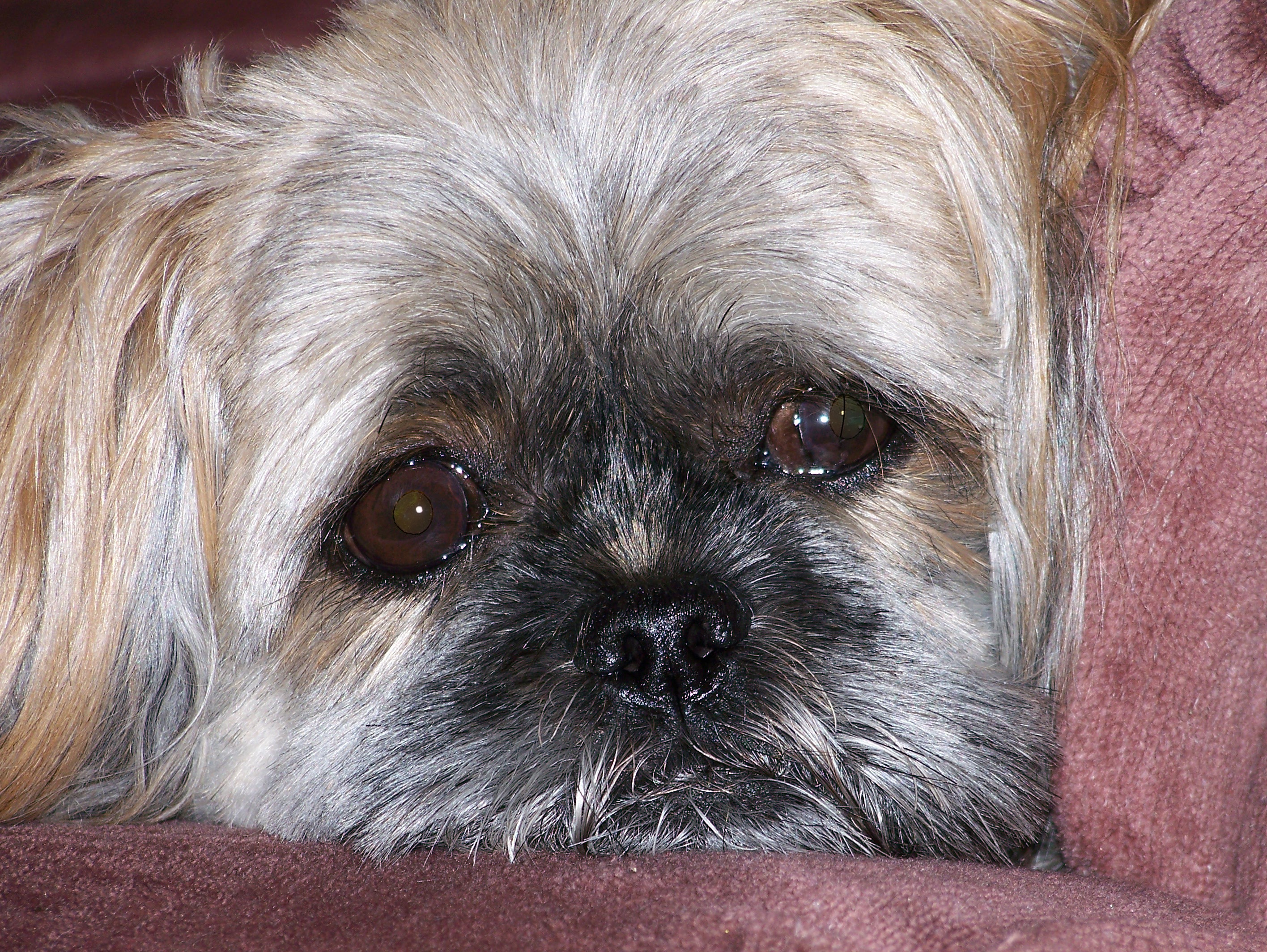 Meu Cachorro Tosse Como Se Estivesse Engasgado