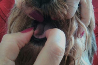 Como dar remédio via oral para cachorro