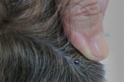 Doença do carrapato no cachorro: como tratar Erliquiose Canina