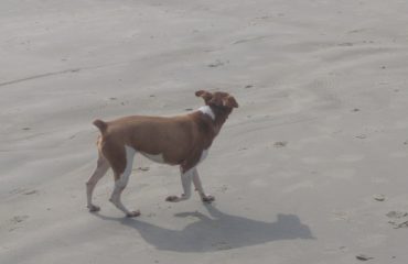 Cuidados com o cachorro na praia, o que não pode faltar na viagem