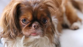 Cachorro espirrando sangue pode ser problema dentário