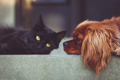As 5 intoxicações mais comuns em cães e gatos