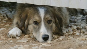 Cachorro vomitando o que pode ser