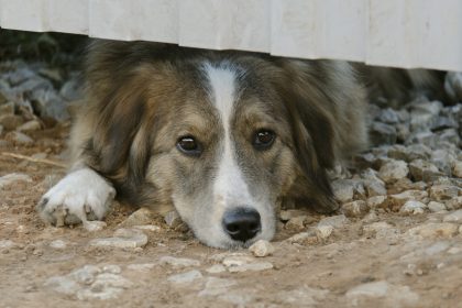 Cachorro vomitando o que pode ser