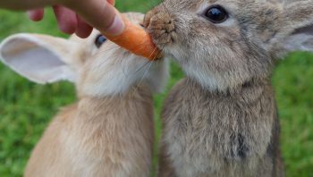Como cuidar de coelhos