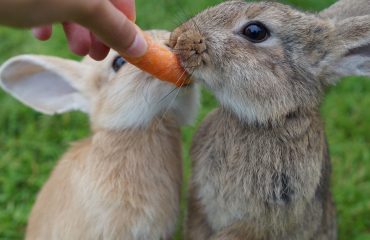 Como cuidar de coelhos
