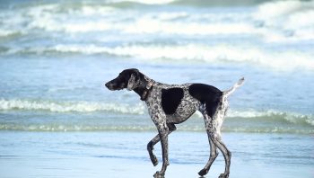 Cuidado beira do mar é perigoso para seu cão