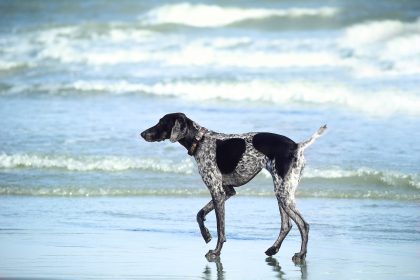 Cuidado beira do mar é perigoso para seu cão