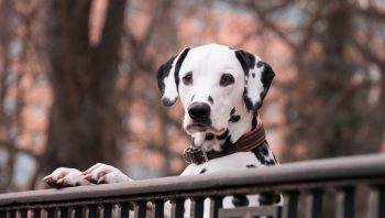 11 sinais que podem indicar câncer em cachorros