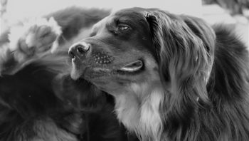O que causa dermatite canina e como tratar