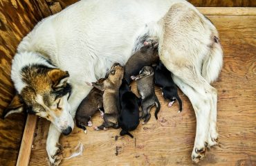 Como ajudar a cadela no parto de filhote trancado