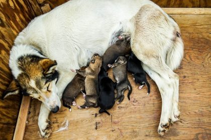 Como ajudar a cadela no parto de filhote trancado