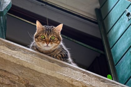 Cuidados com o gato no dia da mudança de casa