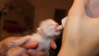 6 cuidados com gatos recém-nascidos
