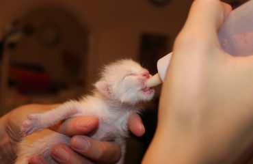 6 cuidados com gatos recém-nascidos