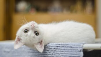 Como agradar gatos: 12 dicas para uma rotina feliz