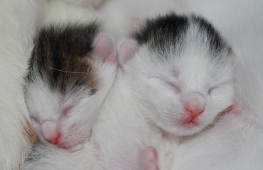 Cuidados com gatinhos recém-nascidos