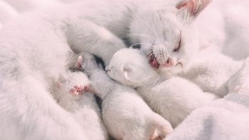 O que acontece em parto normal de gatos