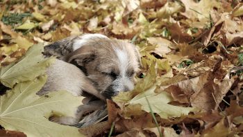 5 perigos de outono para cães e gatos