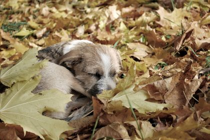 5 perigos de outono para cães e gatos