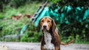 Cachorro com olho vermelho e inchado