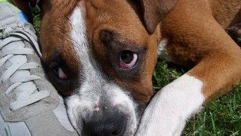 Olho de cachorro vermelho e inchado, o que fazer