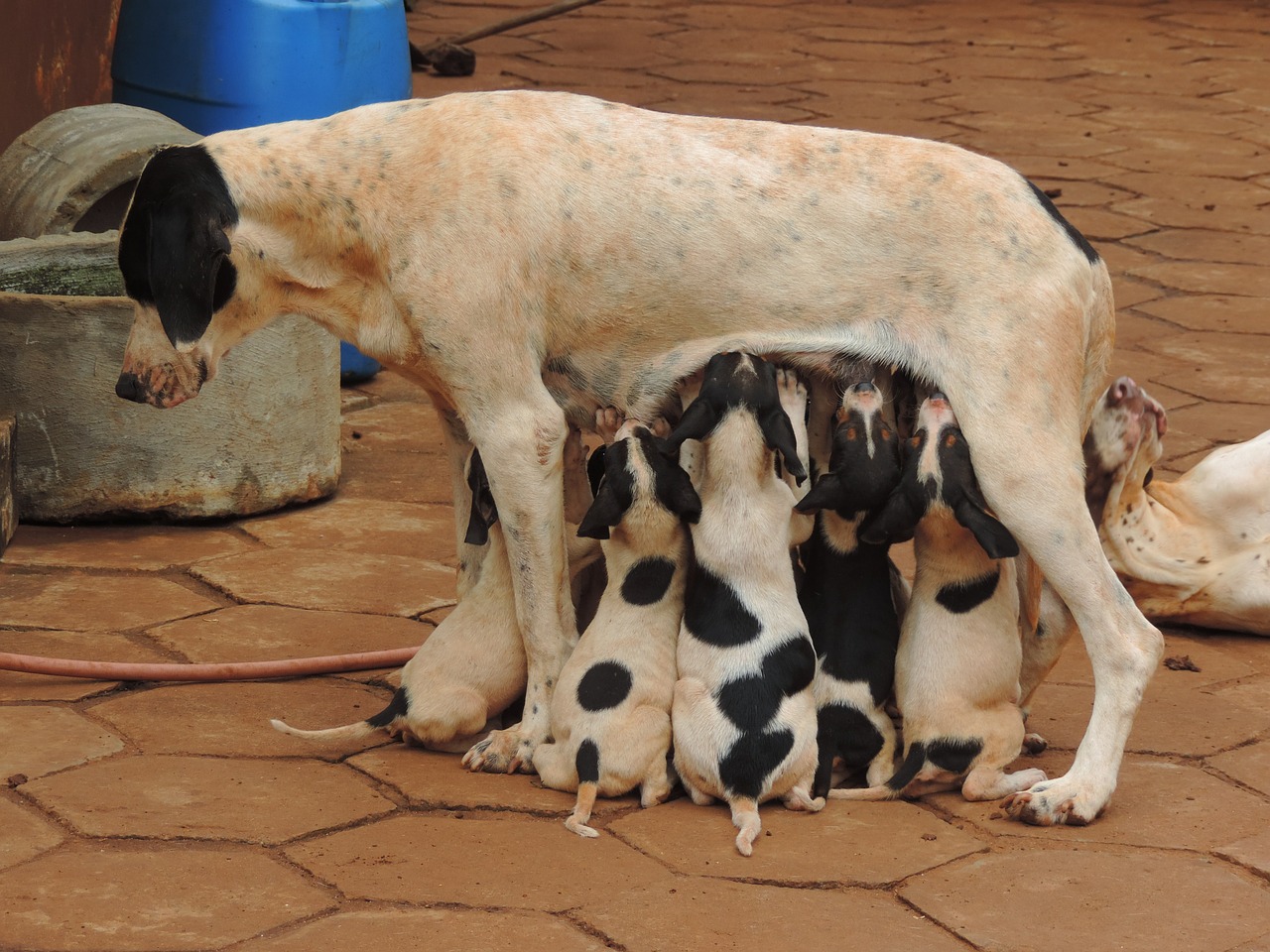 Quantos Cachorros Nascem Na Primeira Ninhada