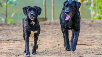 Doença venérea em cachorro pode não ter sinais clínicos aparentes.