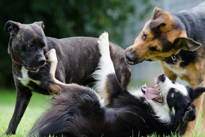 Lembre que mesmo cães afáveis podem se entreverar em uma briga por uma causa específica, seja por comida, território, afeto.