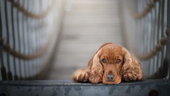 Cachorro sente quando o dono vai morrer?