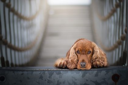 Cachorro sente quando o dono vai morrer?