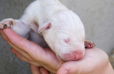 O que dar de comer para filhote de cachorro recém-nascido