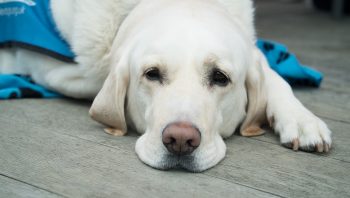 Causas e tratamento de diarreia em cães