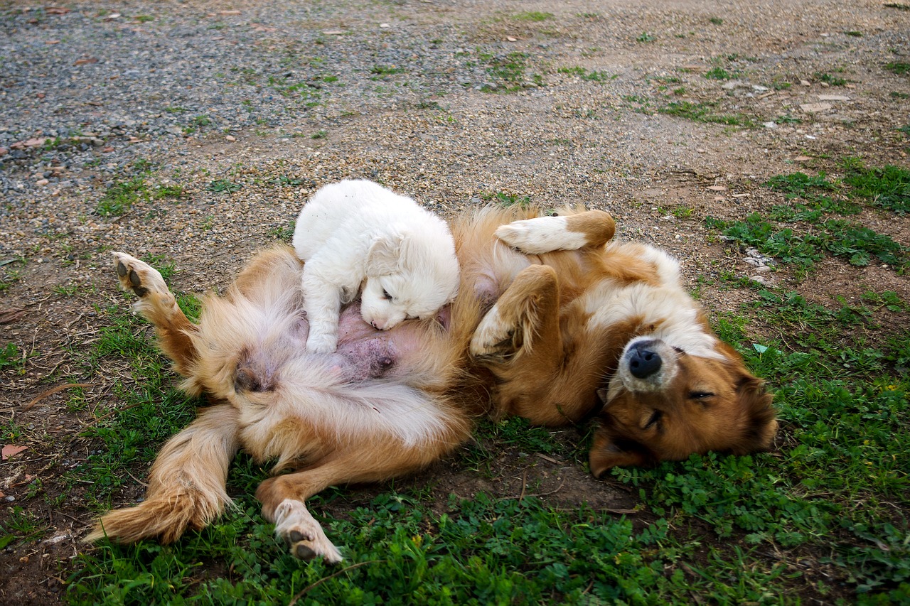 Quantos Cachorros Nascem Na Primeira Ninhada