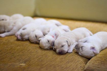 Quantos filhotes nascem na primeira cria de cadela