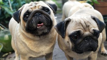 Doença venérea em cães: tumor venéreo canino