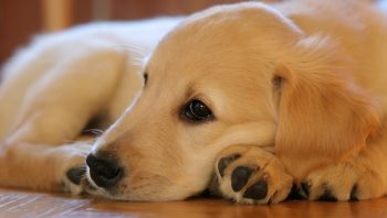 Quais as causas de morte mais comuns em cachorros