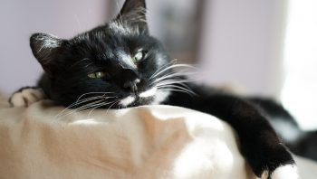 Por que gatos dormem muito?