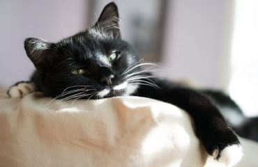 Por que gatos dormem muito?