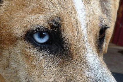 Remela no olho de cachorro pode ser doença grave