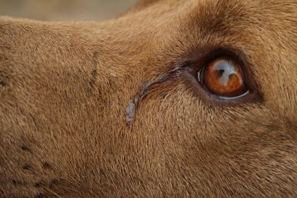 Remela no olho de cão pode ser pneumonia