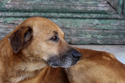 Como evitar a parvovirose canina