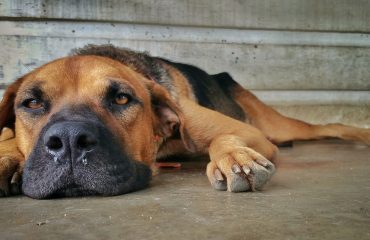 Como cachorro pega parvovirose canina