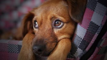 Tratamento caseiro para parvovirose canina