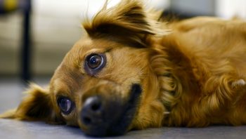 Quais são os sintomas da parvovirose canina