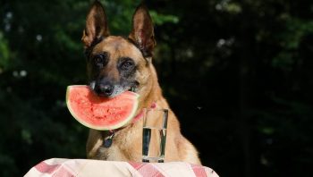 Frutas que o cachorro pode comer