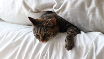 Faz mal dormir com o gato?