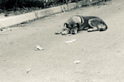 Como saber se o cachorro tem parvovirose