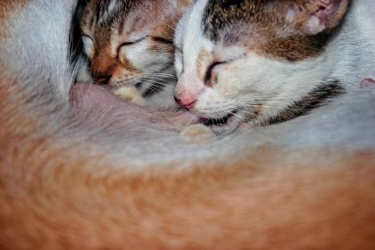 Como cuidar do filhote de gato mais fraco da ninhada