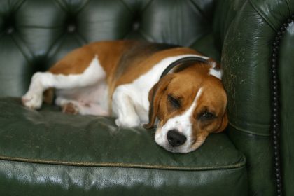 Como saber se o cachorro está doente